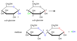 350_Disaccharide Sugars.png